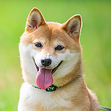 柴犬