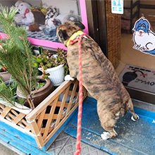 散歩