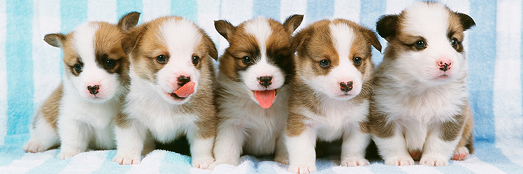 仔犬販売